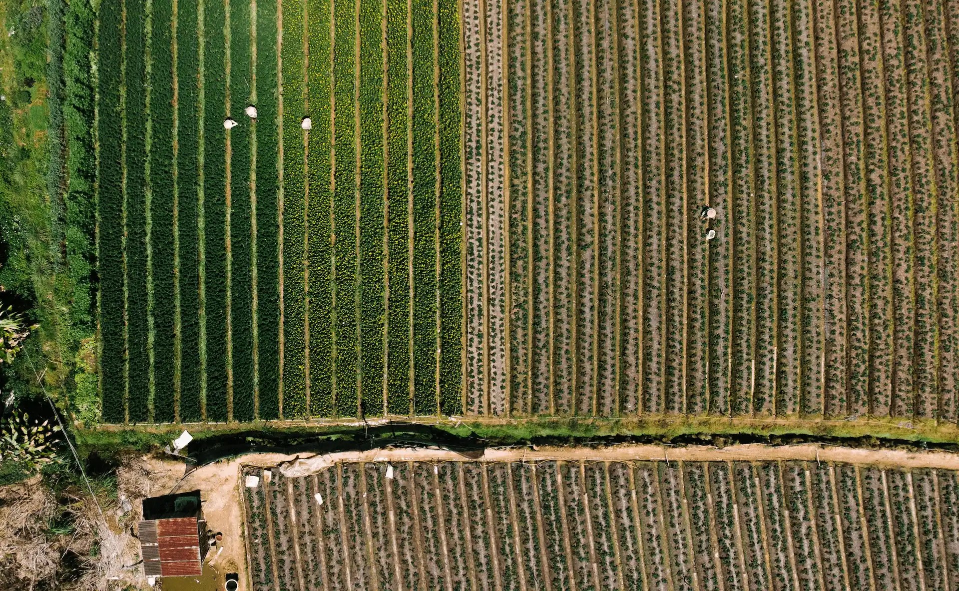 Aerial view of managed farmland and forest