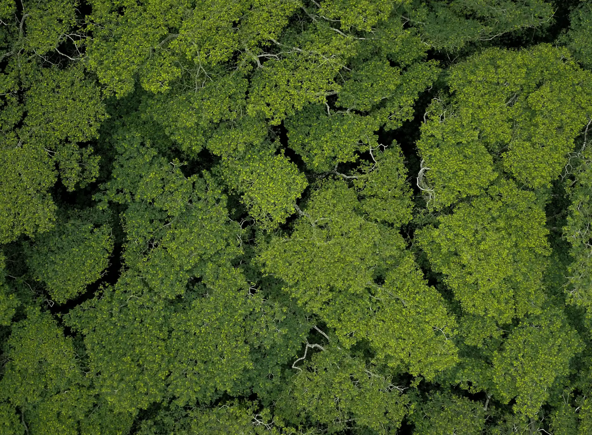 Aerial view of forest